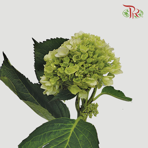 Hydrangea Green / Per Stem - Pudu Ria Florist Southern
