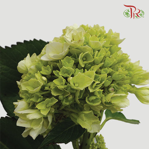 Hydrangea Green / Per Stem - Pudu Ria Florist Southern