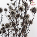 Dry Stirlingia - Grey - Pudu Ria Florist Southern