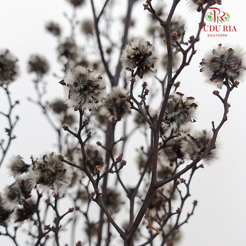 Dry Stirlingia - Grey - Pudu Ria Florist Southern