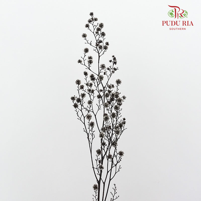 Dry Stirlingia - Grey - Pudu Ria Florist Southern