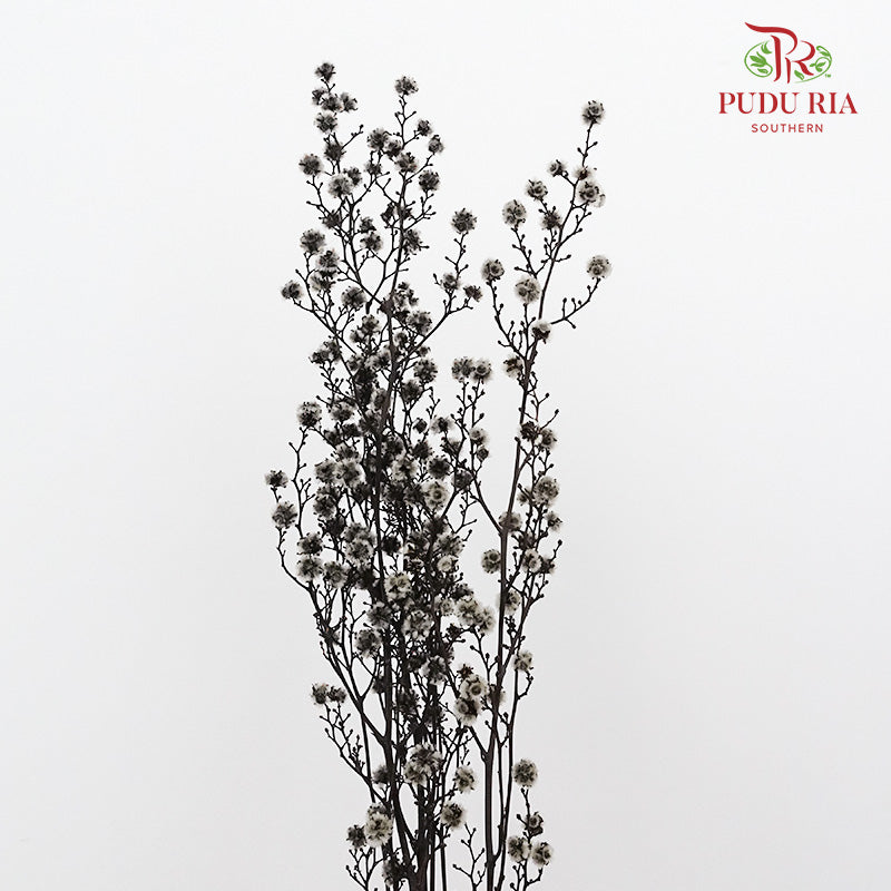Dry Stirlingia - Grey - Pudu Ria Florist Southern