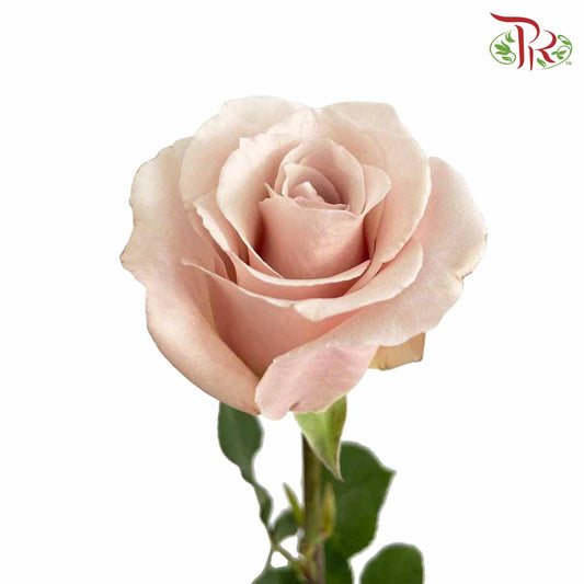Rose Mondial Quicksand (8-10 Stems) - Pudu Ria Florist Southern