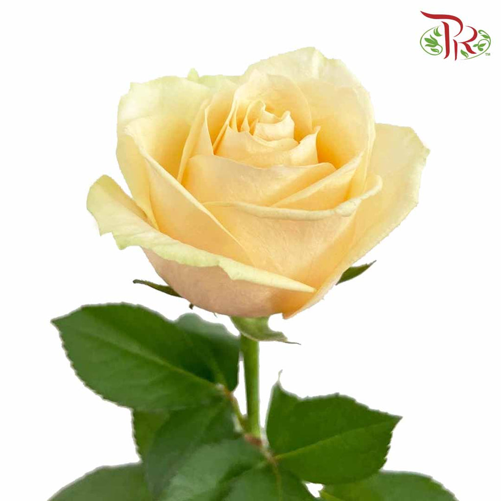 Rose Champagne (8-10 Stems) - Pudu Ria Florist Southern
