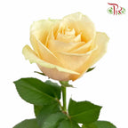 Rose Champagne (8-10 Stems) - Pudu Ria Florist Southern