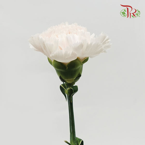 Carnation Brut (8-10 Stems) - Pudu Ria Florist Southern