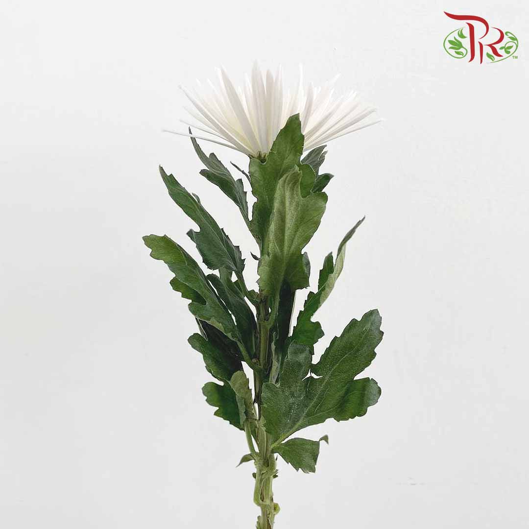 Net Mum Chrysanthemum White (10-12 Stems)