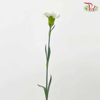 Carnation White (18-20 Stems) - Pudu Ria Florist Southern