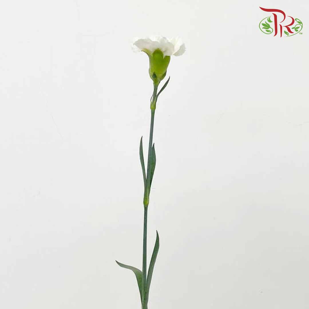 Carnation White (18-20 Stems) - Pudu Ria Florist Southern
