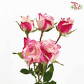 Rose Spray Reflex (8-10 Stems) - Pudu Ria Florist Southern