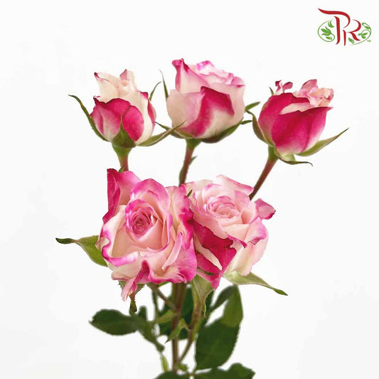 Rose Spray Reflex (8-10 Stems) - Pudu Ria Florist Southern