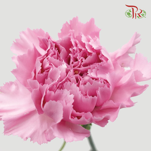 Carnation Lotus (8-10 Stems) - Pudu Ria Florist Southern