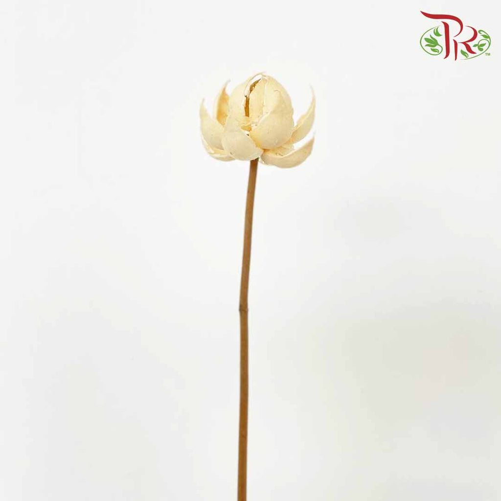 Dry Lotus Lantern - Pudu Ria Florist Southern