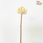 Dry Lotus Lantern - Pudu Ria Florist Southern