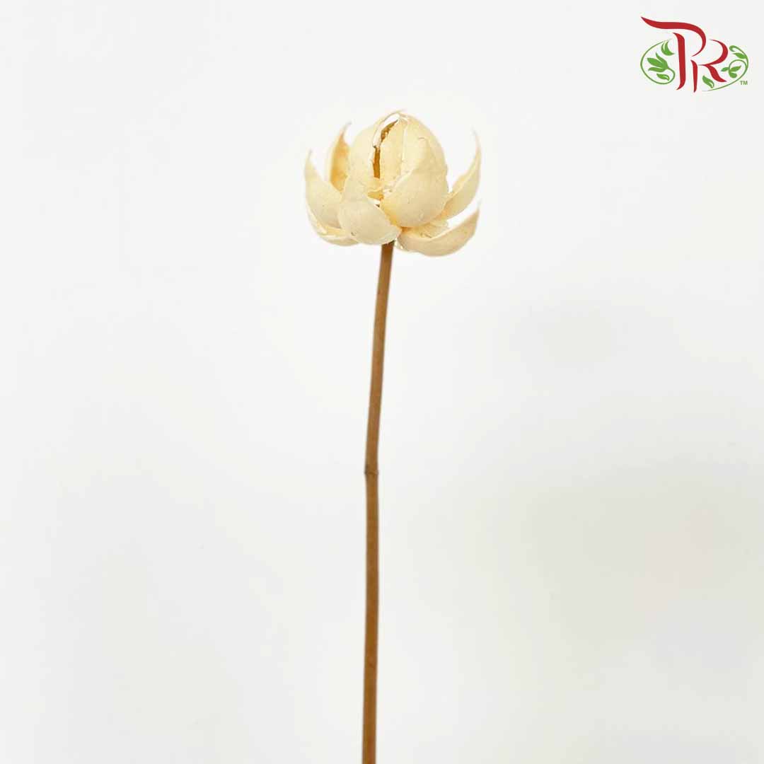 Dry Lotus Lantern - Pudu Ria Florist Southern