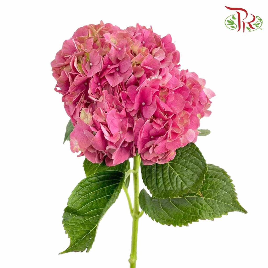 Hydrangea Cherry Pink / Per Stem - Pudu Ria Florist Southern