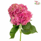 Hydrangea Cherry Pink / Per Stem - Pudu Ria Florist Southern