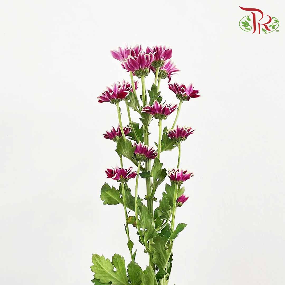 Chrysanthemum Pompom Remix Purple (10-12 Stems) - Pudu Ria Florist Southern