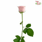 Rose Pink Avalanche (19-20 Stems) - Pudu Ria Florist Southern