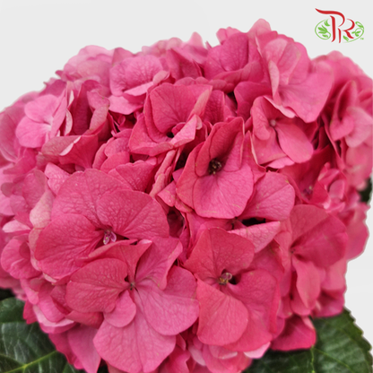 Hydrangea Rodeo Dark Pink / Per Stem - Pudu Ria Florist Southern