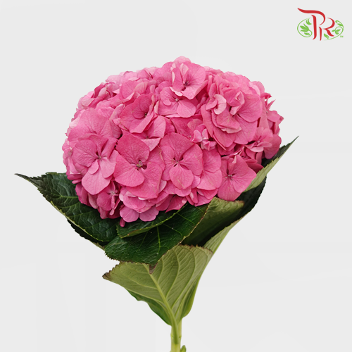 Hydrangea Rodeo Dark Pink / Per Stem - Pudu Ria Florist Southern