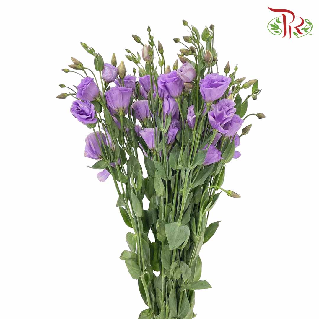 Eustoma Purple (12-15 Stems) - Pudu Ria Florist Southern