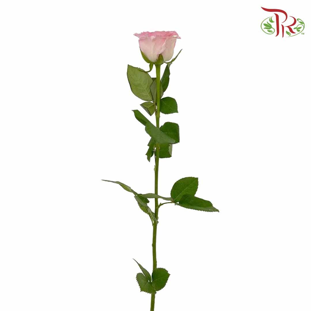 Rose Roselle (8-10 Stems) - Pudu Ria Florist Southern