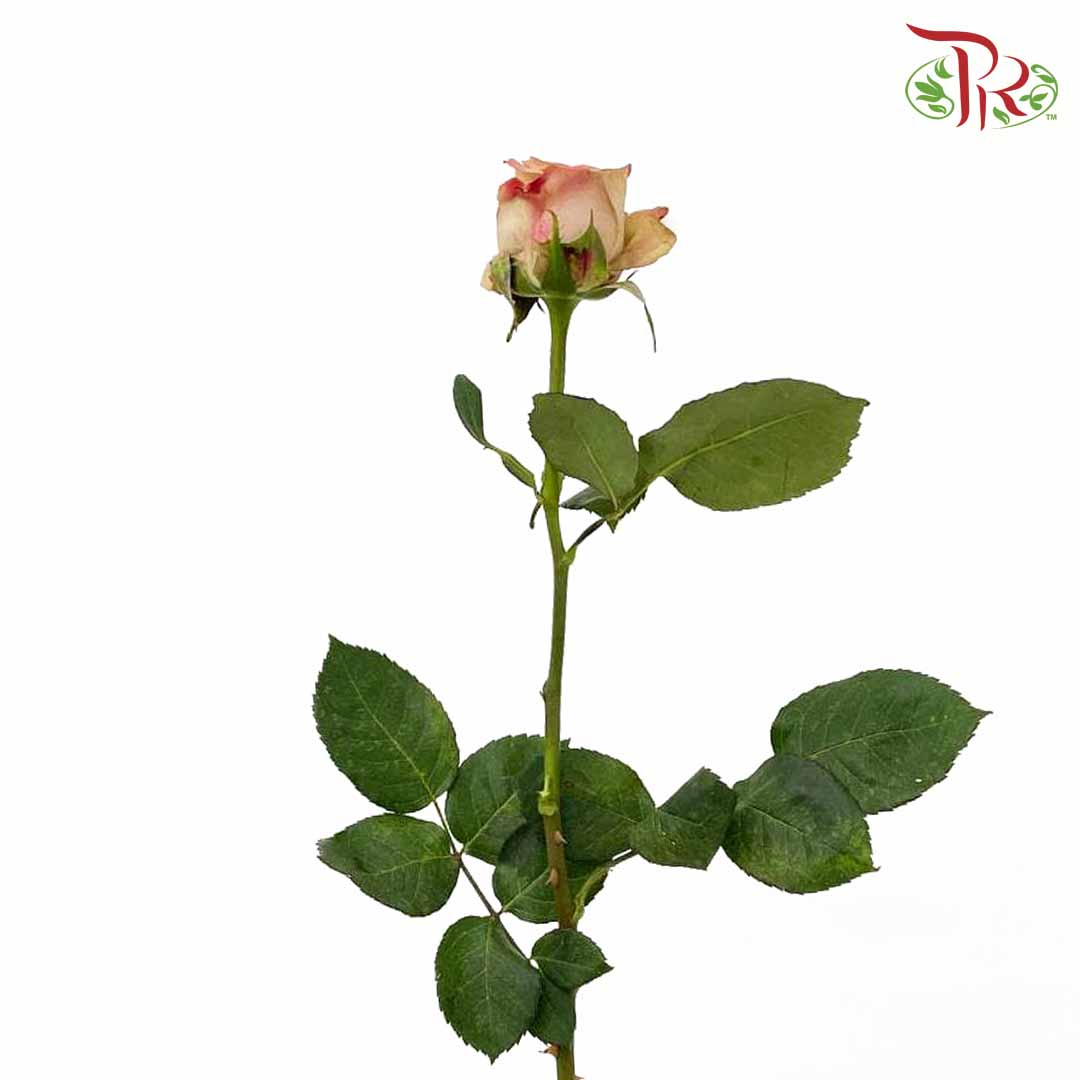 Rose Cappuccino (8-10 Stems) - Pudu Ria Florist Southern