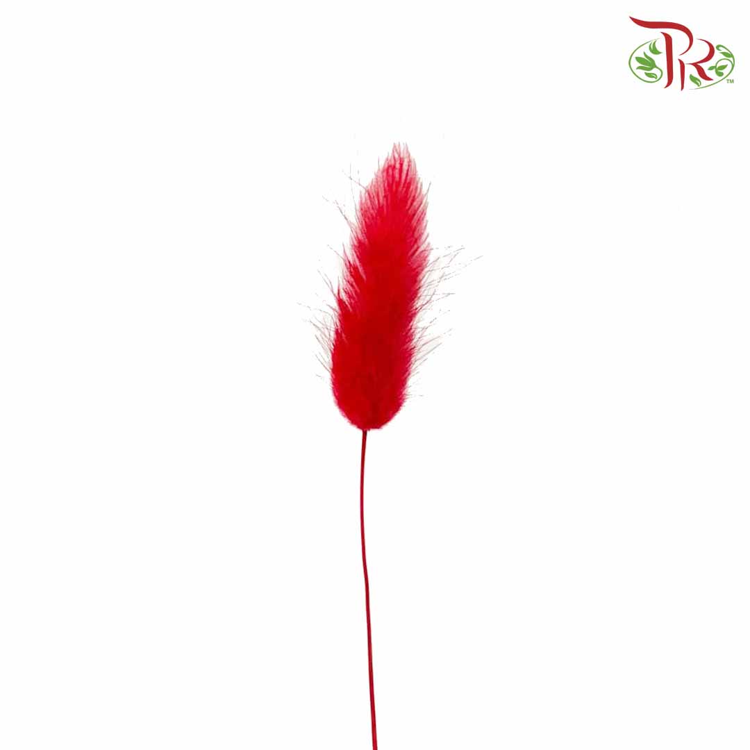 Dry Lagurus (Bunny Tails) - Red - Pudu Ria Florist Southern