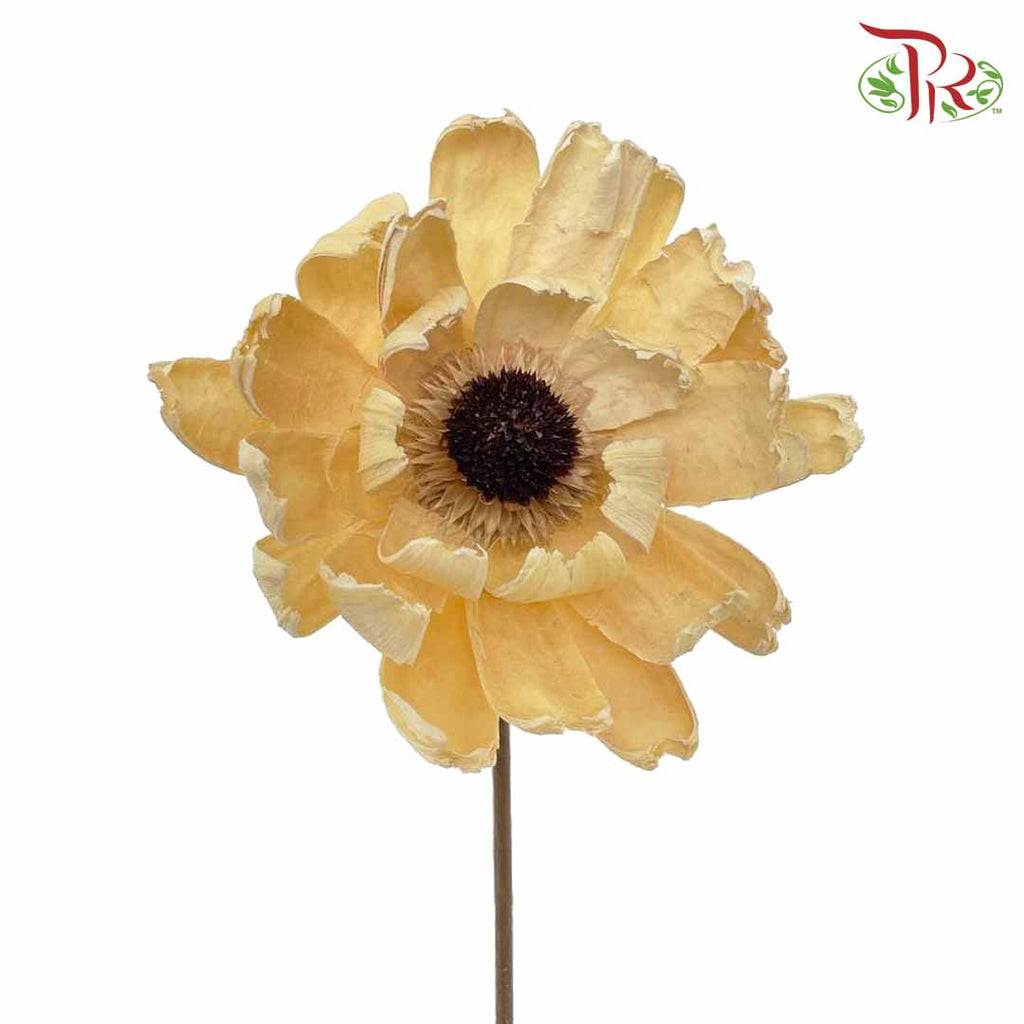 Dry Lingjian Lotus -Natural - Pudu Ria Florist Southern
