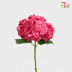 Hydrangea Cherry Pink / Per Stem - Pudu Ria Florist Southern