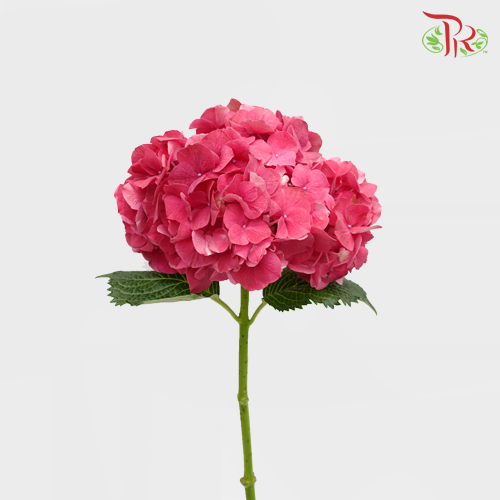 Hydrangea Cherry Pink / Per Stem - Pudu Ria Florist Southern