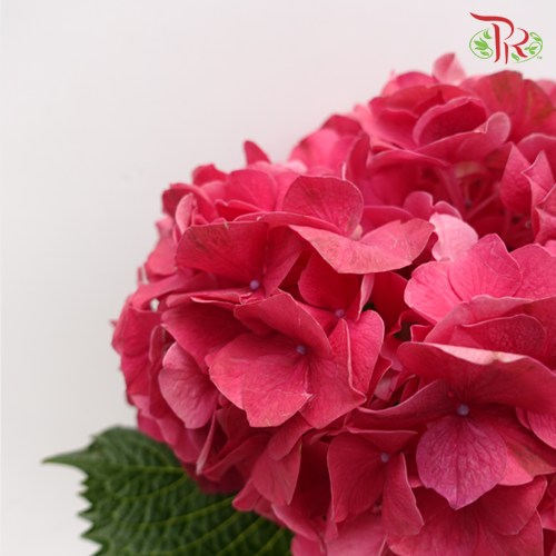 Hydrangea Cherry Pink / Per Stem - Pudu Ria Florist Southern