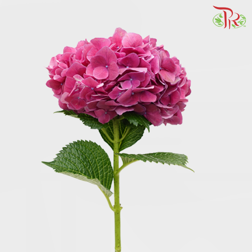 Hydrangea Hot Pink / Per Stem - Pudu Ria Florist Southern