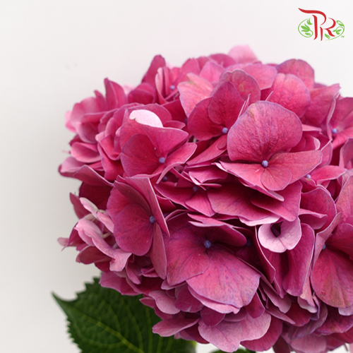 Hydrangea Hot Pink / Per Stem - Pudu Ria Florist Southern