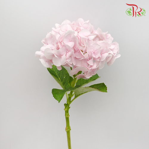 Hydrangea Pink / Per Stem - Pudu Ria Florist Southern