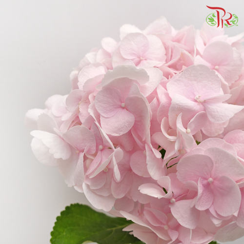 Hydrangea Light Pink / Per Stem - Pudu Ria Florist Southern