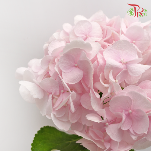 Hydrangea Pink / Per Stem - Pudu Ria Florist Southern