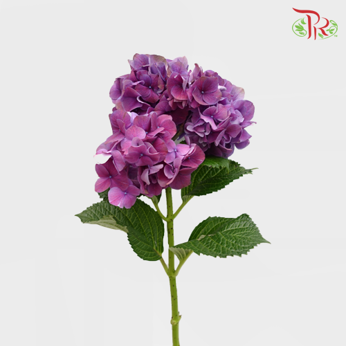 Hydrangea Purple / Per Stem - Pudu Ria Florist Southern