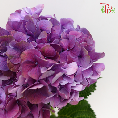 Hydrangea Purple / Per Stem - Pudu Ria Florist Southern