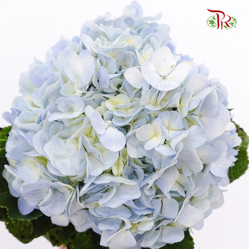 Hydrangea Sky Blue / Per Stem - Pudu Ria Florist Southern