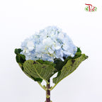 Hydrangea Sky Blue / Per Stem - Pudu Ria Florist Southern