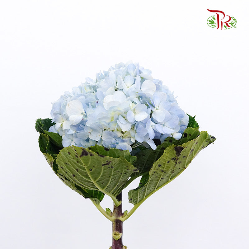 Hydrangea Sky Blue / Per Stem - Pudu Ria Florist Southern