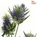 Eryngium - Pudu Ria Florist Southern