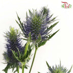 Eryngium - Pudu Ria Florist Southern