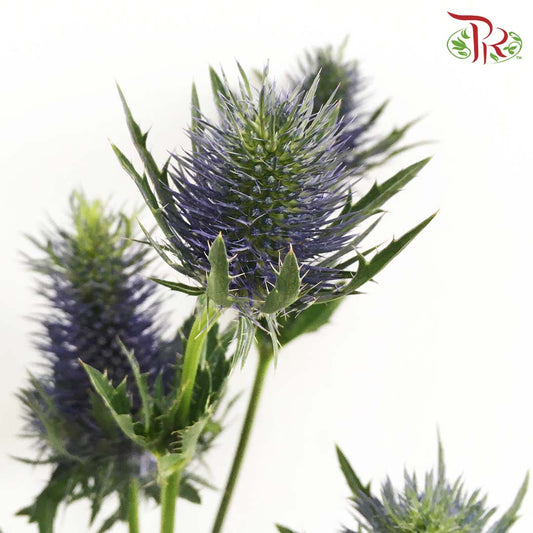 Eryngium - Pudu Ria Florist Southern