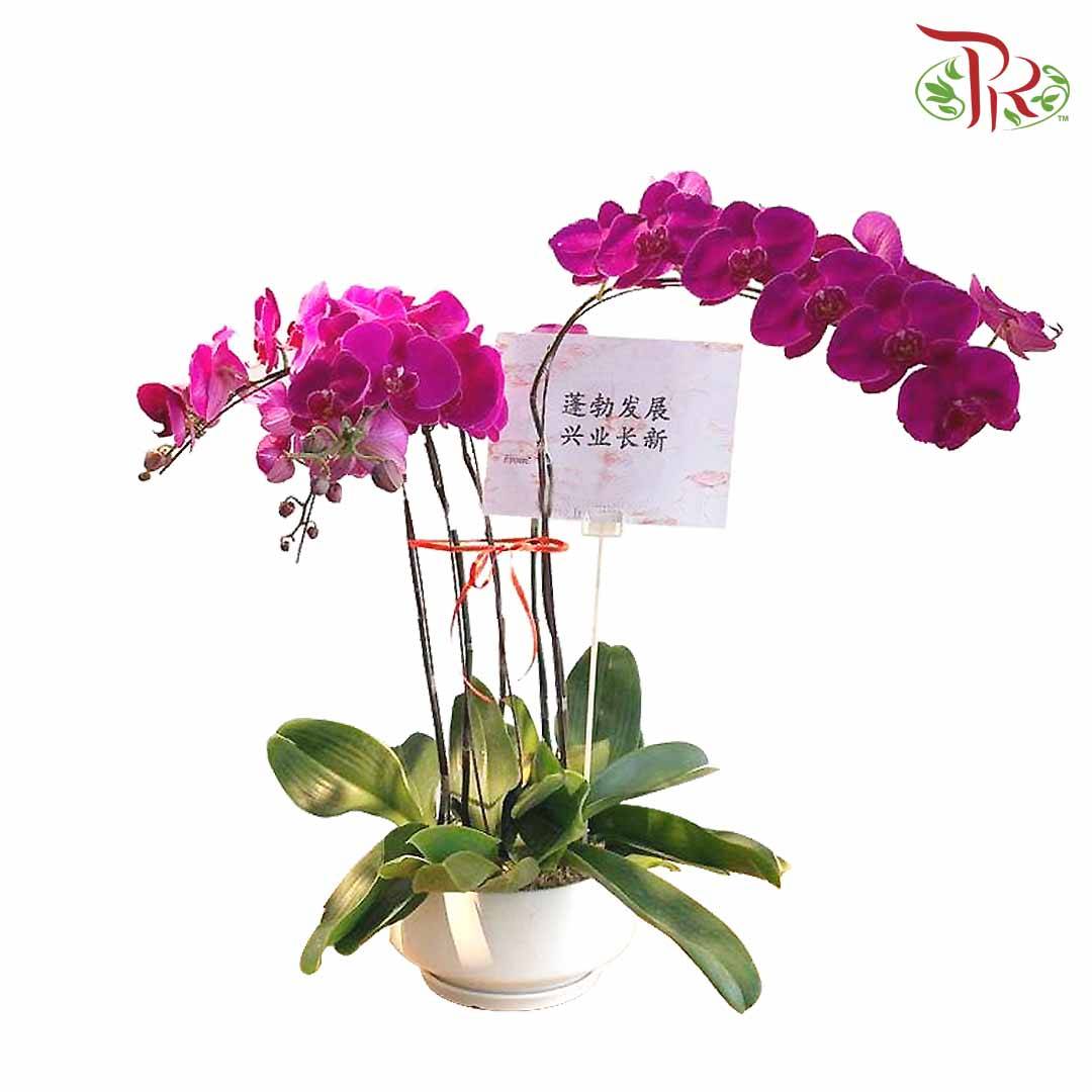 Grand Opening Phalaenopsis Orchid Arrangement (5 stems) - Pudu Ria Florist Southern