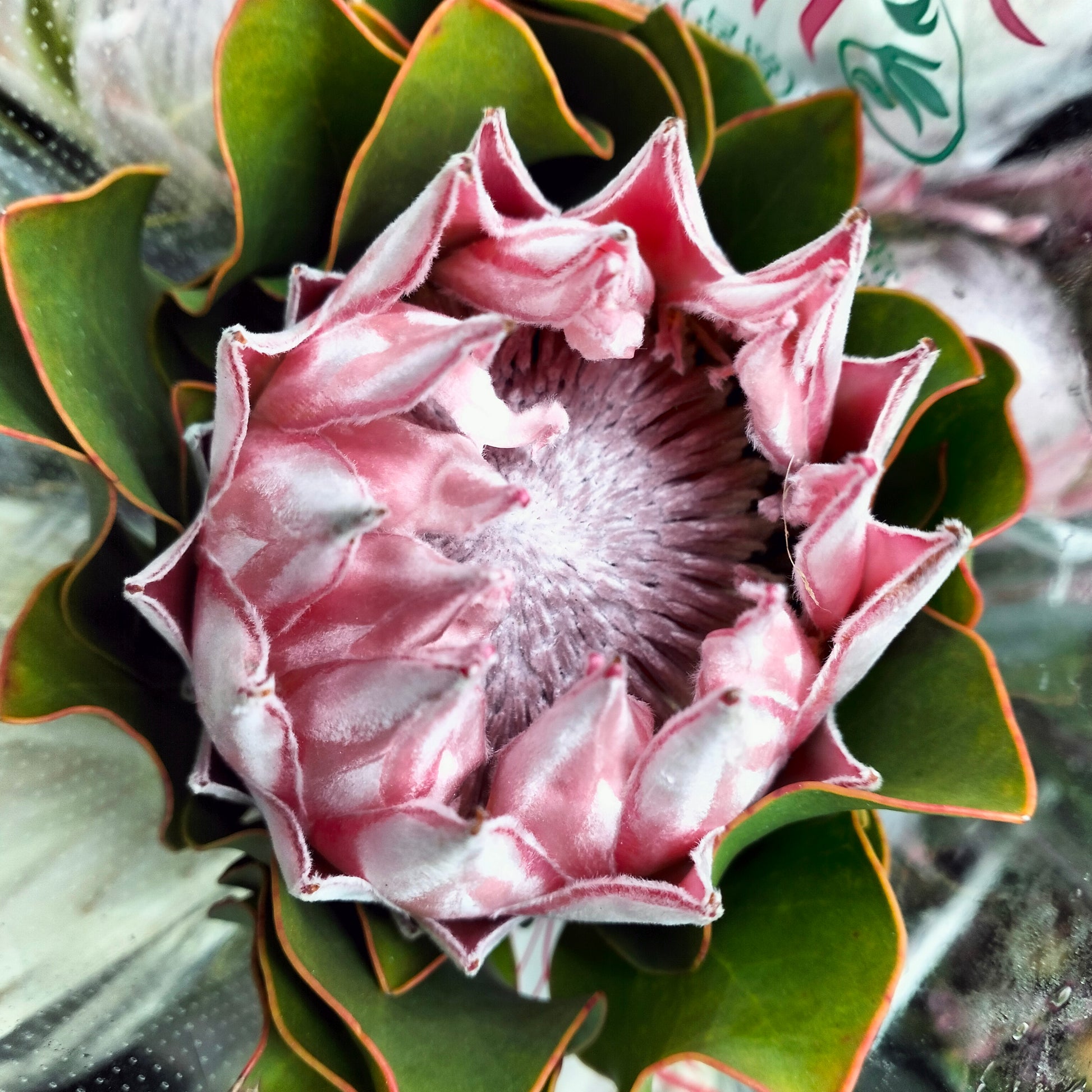 Protea Cynaroides - Per Stem - Pudu Ria Florist Southern