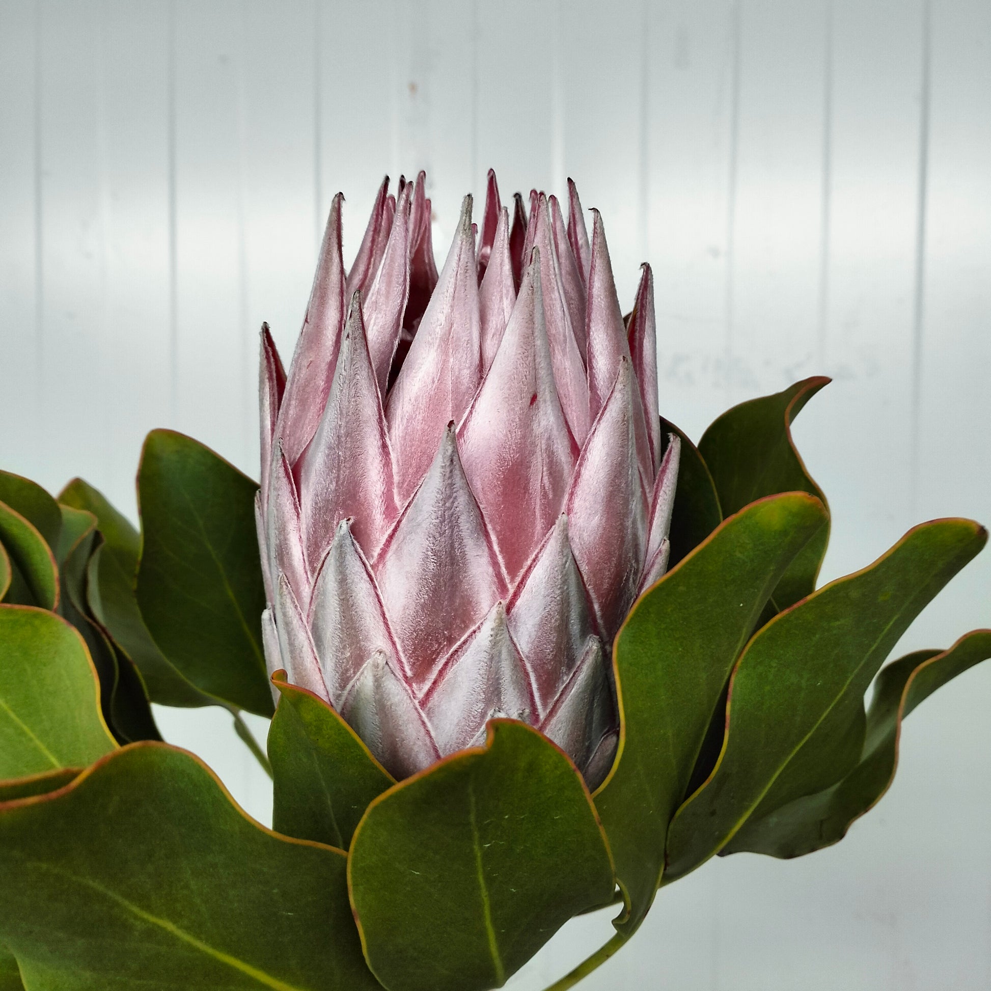 Protea Cynaroides - Per Stem - Pudu Ria Florist Southern