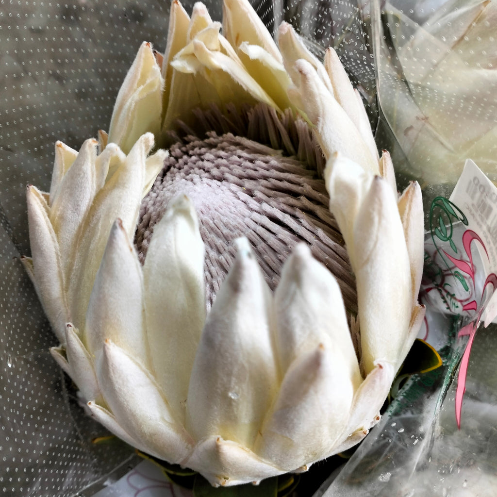 Protea King Satin - Per Stem - Pudu Ria Florist Southern